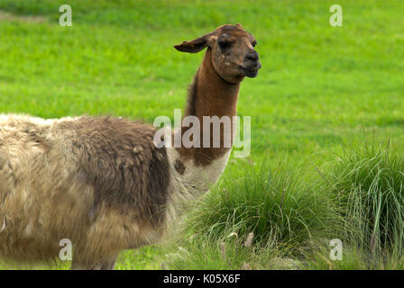 Vicuna, Vicugna vicugna, on grassland, Peru, captive, andes, . Stock Photo