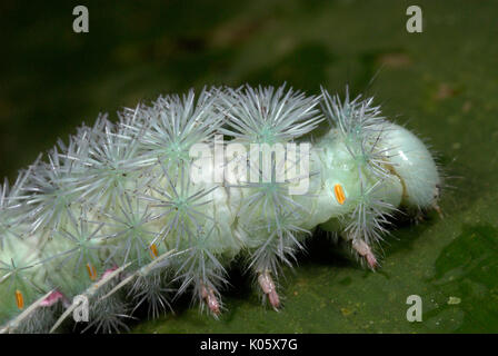 Moth Caterpillar Saturniidae species Manu Peru Stock Photo - Alamy