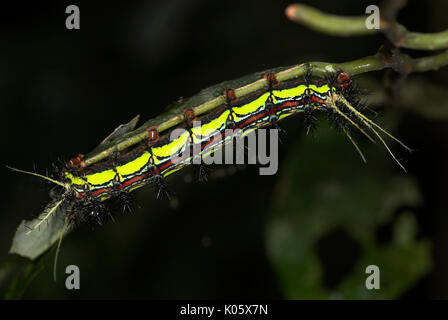 Moth Caterpillar, Saturniidae species, feeding on leaf with urticating spines, Manu, Peru, Amazon jungle, venemon, poison, lepidopterism, yellow strip Stock Photo