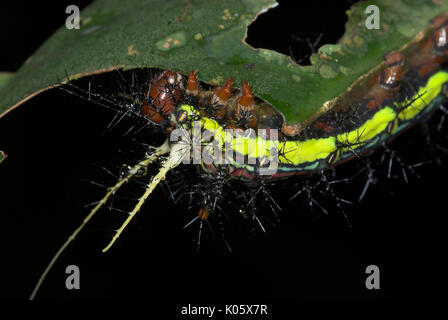 Moth Caterpillar, Saturniidae species, feeding on leaf with urticating spines, Manu, Peru, Amazon jungle, venemon, poison, lepidopterism, yellow strip Stock Photo