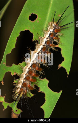 Moth Caterpillar, Saturniidae species, feeding on leaf with urticating spines, Manu, Peru, Amazon jungle, venemon, poison, lepidopterism, long spines. Stock Photo