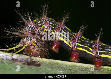 Moth Caterpillar, Saturniidae species, feeding on leaf with urticating spines, Iquitos, Peru, Amazon jungle, venemon, poison, lepidopterism, long spin Stock Photo