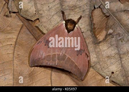 Cryptic Rainforest Moth Species Unknown On Forest Floor Showing