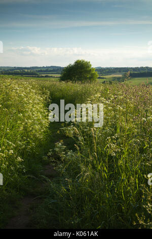 A path winds its way through a grassland meadow full of cow parsley near Brixworth on a summer evening, Northamptonshire, England. Stock Photo