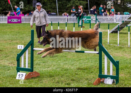 Rockingham, Northamptonshire, U.K. Kennel Club International. Dog Agility Festival. Long Haired German Shepherd. Stock Photo