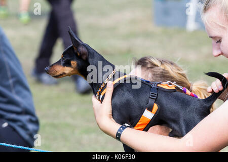 Rockingham, Northamptonshire, U.K. Kennel Club International. Dog Agility Festival. English Toy Terrier. Stock Photo