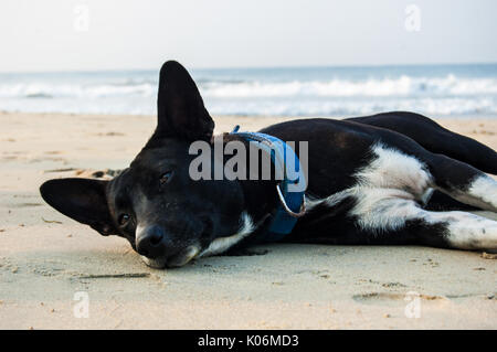 The love of a dog is a pure thing. He gives you a trust which is total. You must not betray it. Stock Photo