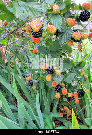 Ripening blackberries on a blackberry shrub growing on a garden fence in an iris bed. Stock Photo