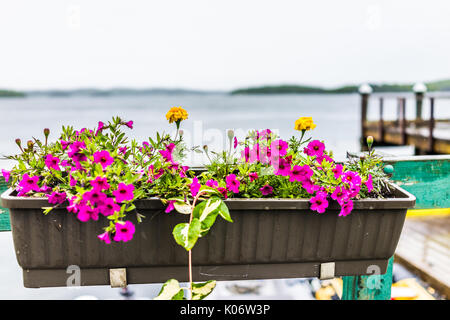 Pink or purple calibrachoa flowers in crate flowerbed hanging on railing by harbor in Castine, Maine Stock Photo