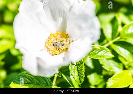 Macro closeup of white rugosa rose rosehip flower on bush in Maine with bumblebee Stock Photo