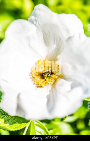 Macro closeup of white rugosa rose rosehip flower on bush in Maine with bumblebee Stock Photo