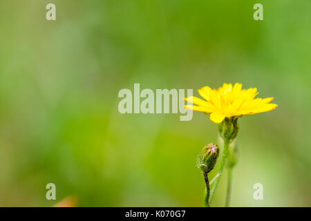 Closeup of nice blossom of dandelion on smooth green background. Yellow flower. Stock Photo