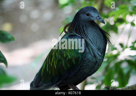 The Colorful Nicobar Pigeon With A Bright Natural Background Stock Photo