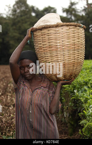 Tea picking, Kakamega forest, Kenya, tea used as buffer from human disturbance on the boundariy of forest Stock Photo