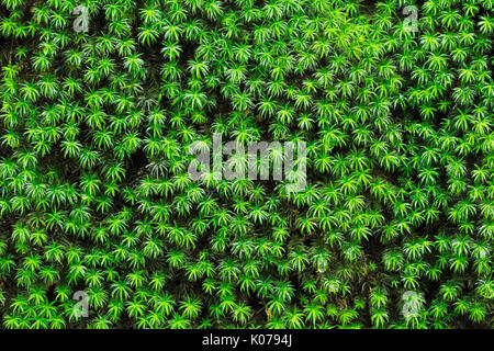 Mosses background from tropical rain forest Stock Photo