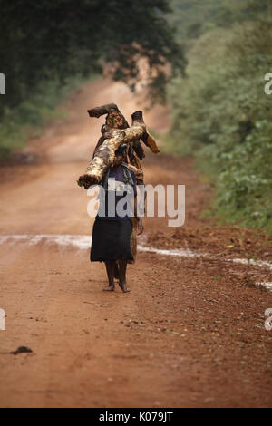 Woman carrying firewood on head, Kakamega forest, Western provinice , Kenya Stock Photo