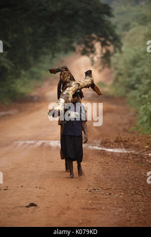 Woman carrying firewood on head, Kakamega forest, Western provinice , Kenya Stock Photo