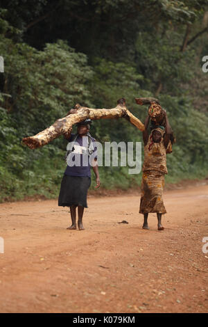 Woman carrying firewood on head, Kakamega forest, Western provinice , Kenya Stock Photo