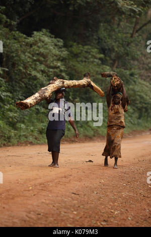 Woman carrying firewood on head, Kakamega forest, Western provinice , Kenya Stock Photo