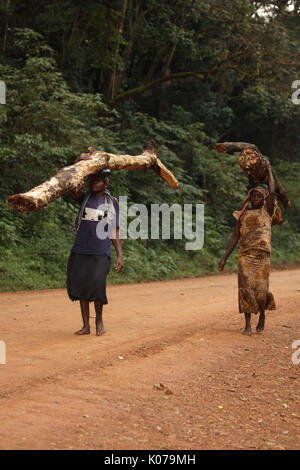 Woman carrying firewood on head, Kakamega forest, Western provinice , Kenya Stock Photo