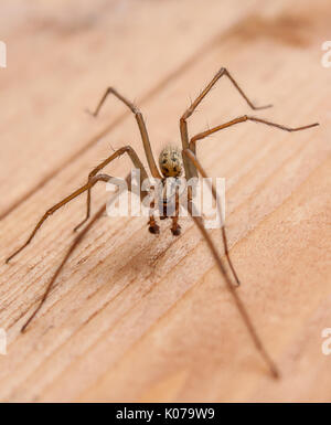 Male Giant House Spider Stock Photo
