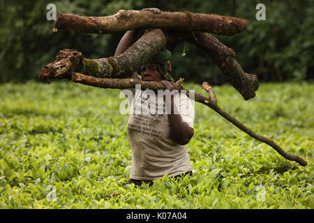 Woman carrying firewood on head, Kakamega forest, Western provinice , Kenya Stock Photo