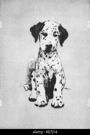 Illustration by Cecil Aldin, Dogs of Every Day -- a Dalmatian puppy.      Date: 1933 Stock Photo