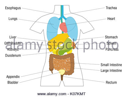 Illustration of Human Internal Pancreas Anatomy Stock Vector Art ...