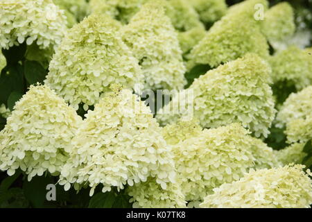Hydrangea paniculata 'Limelight' displaying clusters of showy cream and lime flowers in an English garden in summer (August)