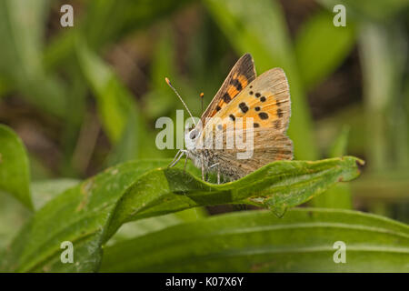 Small Copper butterfly (Lycaena phlaeas) perched on leaves, Cambridgeshire Stock Photo