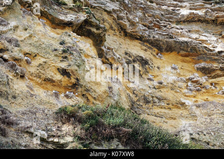 WILDLIFE BIRDS SEABIRDS SEAGULLS KITTIWAKES AND GULLS NESTING ON A CLIFF AT MARSDEN BAY SOUTH SHIELDS Stock Photo