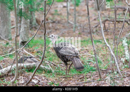 wild turkey in eastern long island, ny Stock Photo