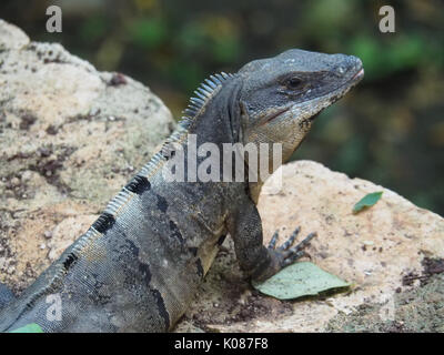 Closeup of an iguana resting on a stone Stock Photo