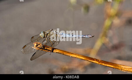 The keeled skimmer, Orthetrum coerulescens, is a species of European dragonfly. Stock Photo