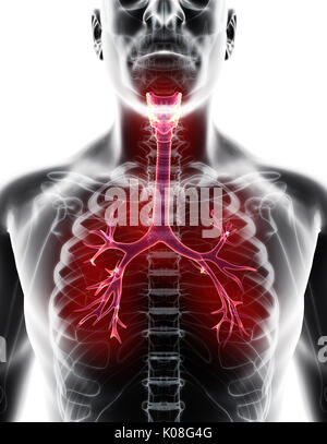 3D illustration of Larynx Trachea Bronchi Part of Respiratory System. Stock Photo