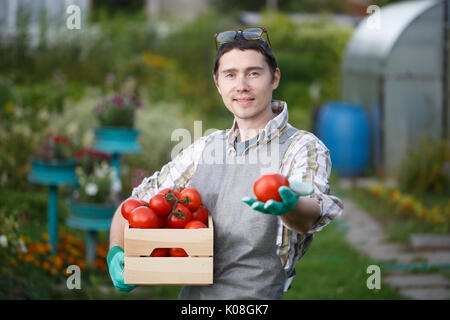 Young brunette farmer with gray apron holds tomato box at summer cottage in summer Stock Photo