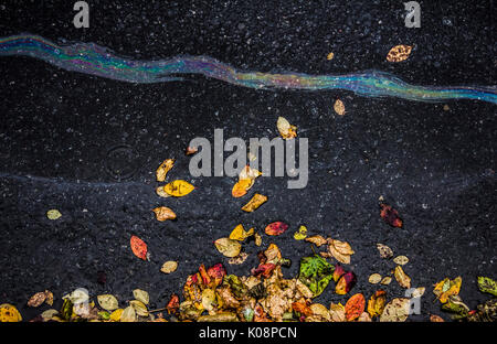 Brilliant iridescent rivulet from oil or gasoline on a asphalt road with withered foliage ecological issues Stock Photo