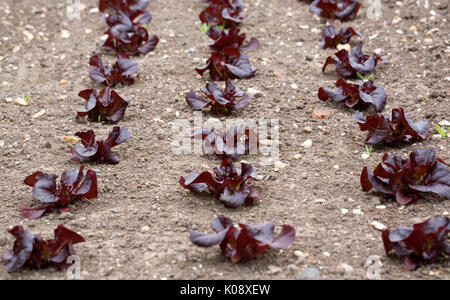 Lactuca sativa 'Amaze'. Red gem lettuce growing in the vegetable garden. Stock Photo