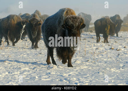 An American Buffalo leaves his herd and emerges from the winter fog. Stock Photo