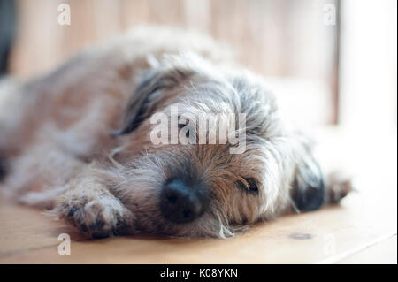 Elderly brown scruffy Border Terrier dog lying down resting in a doorway. He is serene and happy. The floor and the doorway are wooden and he is lit with natural light. Stock Photo