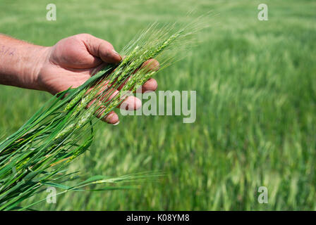 A farmer examines immature winter wheat.  Winter wheat is sown in the fall and must germinate then freeze to produce a spring crop. Stock Photo