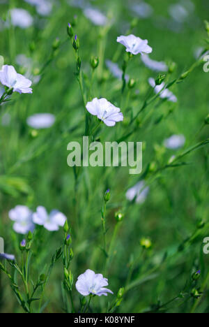 A commercial agricultural flax crop blooming in Saskatchewan. Stock Photo