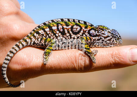 Close up portrait of jewelled Chameleon sitting on finger and looking at camera in  Madagascar near Antananarivo Stock Photo