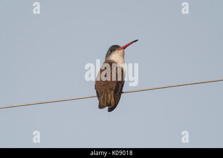 Violet-crowned Hummingbird (Amazilia violiceps) female perched on wire, Chapala, Jalisco, Mexico. Stock Photo