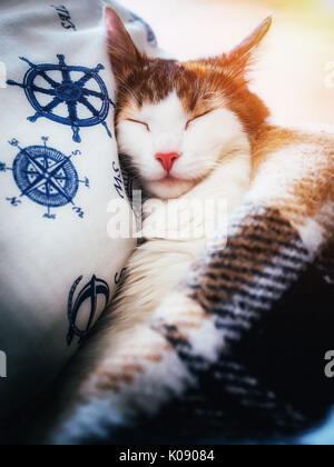Cute caloco cat lying in bed under a blanket. Stock Photo