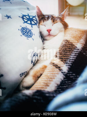 Cute caloco cat lying in bed under a blanket. Stock Photo