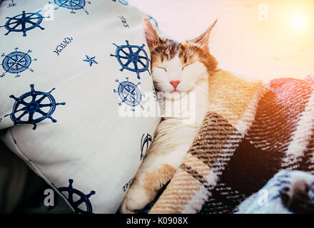 Cute caloco cat lying in bed under a blanket. Stock Photo