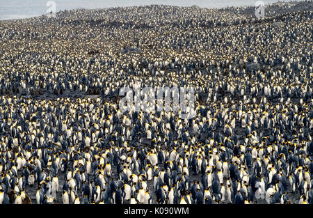 Thousands upon thousands of King Penguins (Aptenodytes patagonicus) gather at St. Andrews Bay on South Georgia Island in the sub-Antarctic region of the South Atlantic Ocean. The island serves as a breeding ground and is home to one of the largest penguin colonies. The total number of King Penguins in the world is estimated to be 4.5 million. Photo copyrighted by Michele and Tom Grimm. Stock Photo