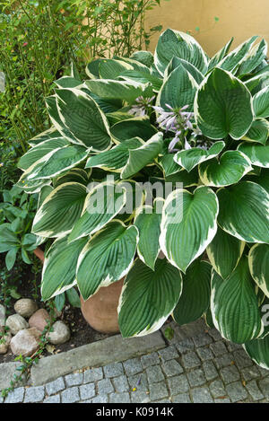 Plantain lily (Hosta) in a flower tub Stock Photo