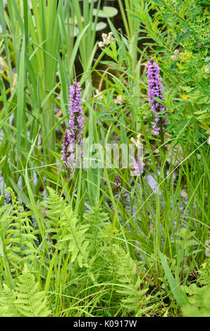 Broad-leaved marsh orchid (Dactylorhiza majalis) Stock Photo